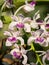 White with Purple Spots Elephant Orchid Flowers Blooming