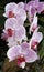 White purple spotted phalenopsis orchid