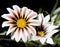 White and Purple Striped Gazania Daisy