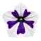 White and Purple Stripes on Morning Glory Flower Isolated