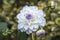 White with purple tipped petals dahlia flower head in an English garden.