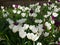 White and purple tulip bulbs in bloom