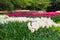 White and purple tulip field in the Keukenhof in 2022 in the Netherlands