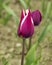 White and purple tulip in focus against a blurred background