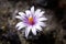 White-purple Turbinicarpus flower. Close up