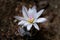 White-purple Turbinicarpus flower. Close up