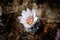 White-purple Turbinicarpus flower. Close up