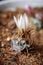 White-purple Turbinicarpus flower. Close up