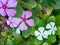 White and Purple vinca Rosea Flowers