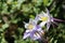 White purple wild columbine flowers