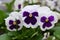 White and purple wild pansy or viola tricolor