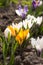 White, purple and yellow crocuses in the garden. One of the first bright spring flowers is pollinated by a bee