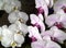 White, Purple And Yellow Moon Orchid