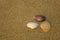 White purple yellow shells close-up on blurred yellow sand