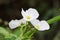 White Pusley Flower