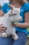 White Pygmy Goat