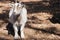 White Pygmy Goat