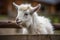 White pygmy goat standing behind a wooden fence with its head bent down