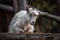 White pygmy goat standing behind a wooden fence with its head bent down