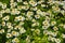 White pyrethrum parthenium