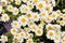 white pyrethrum plant texture
