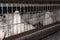 White quail in a cage close-up. Quail Farm