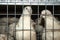 White quail in a cage close-up. Quail Farm