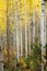 White quaking aspens in the fall with bright yellow leaves