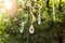 White quartz crystals hanging on strings. Nature background