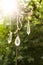 White quartz crystals hanging on strings over nature background