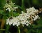 White Queen Anne Lace wildflowers and beetle