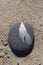 White quill on stone