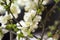 White quince blossoms