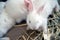 White rabbit. Albino laboratory animal of the domestic rabbit.