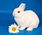 White Rabbit with a big daisy on a blue background