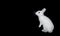 White rabbit on a black background.