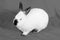 White rabbit, black and white photo