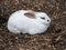 White rabbit with brown ears sitting in profile.