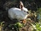 A white rabbit with dangerous eyes lives freely in the garden in the grass. Animal world