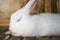 A white rabbit dozes on a wooden surface, Sunny spangles.