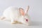 The white rabbit in easter animal concept