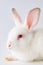 The white rabbit in easter animal concept