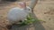 White rabbit eating vegetable