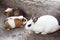 A white rabbit eats carrots in the open air next to guinea pigs. Animal feed and pets concept. The Easter bunny.