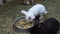 White rabbit eats food from a bowl selective focus