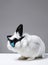 white rabbit with glasses. Fashionable Funny fluffy rabbit in Sunglasses