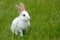 White rabbit on the grass