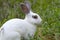 White rabbit in the green grass.