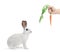 A white rabbit and a hand holding a carrot