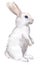 White rabbit isolated